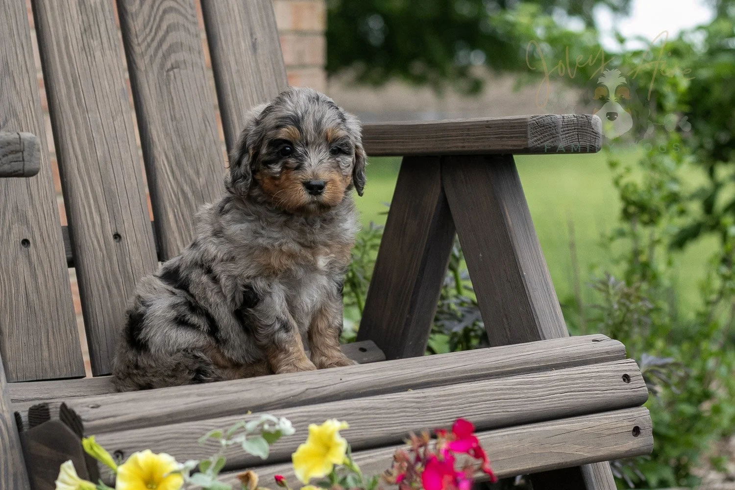 Ukulele Bernedoodle Puppy-11.jpg