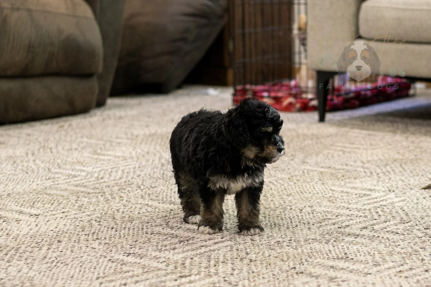 Georgia Bernedoodle Puppy-445.jpg