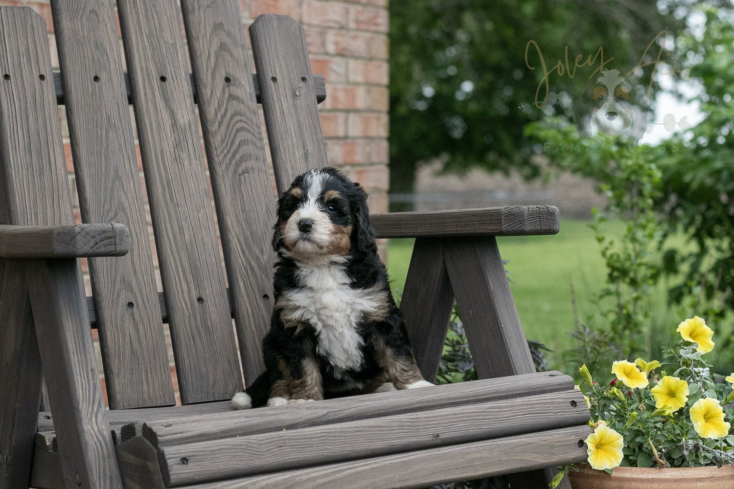 Trumpet Bernedoodle Puppy-8.jpg