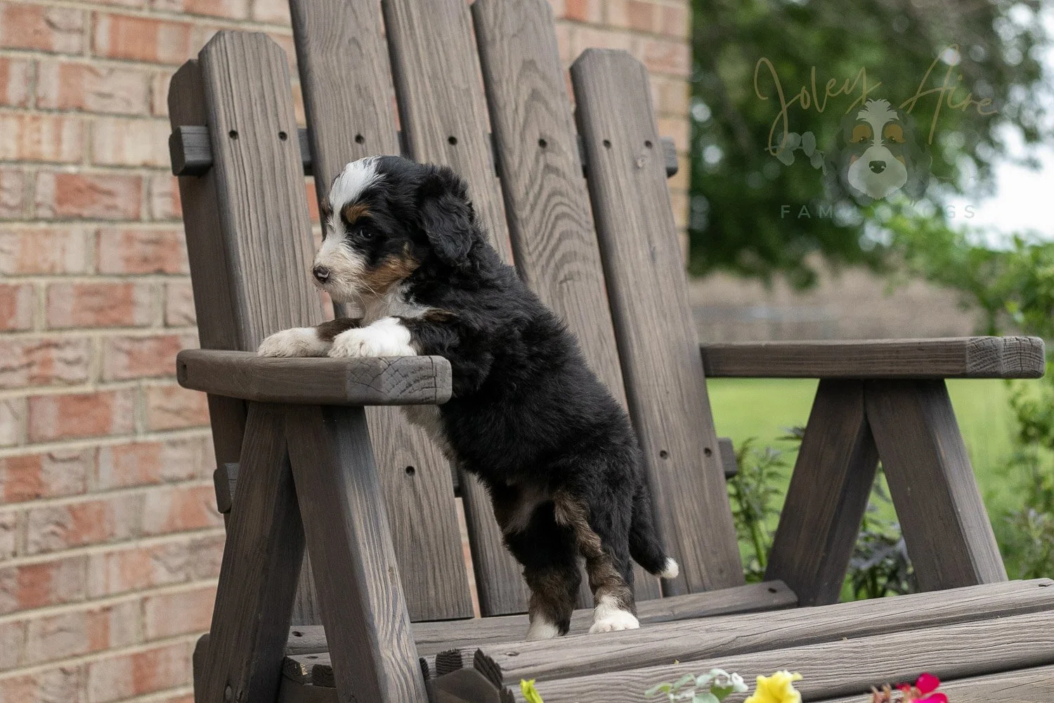 Harmonica Bernedoodle Puppy-15.jpg