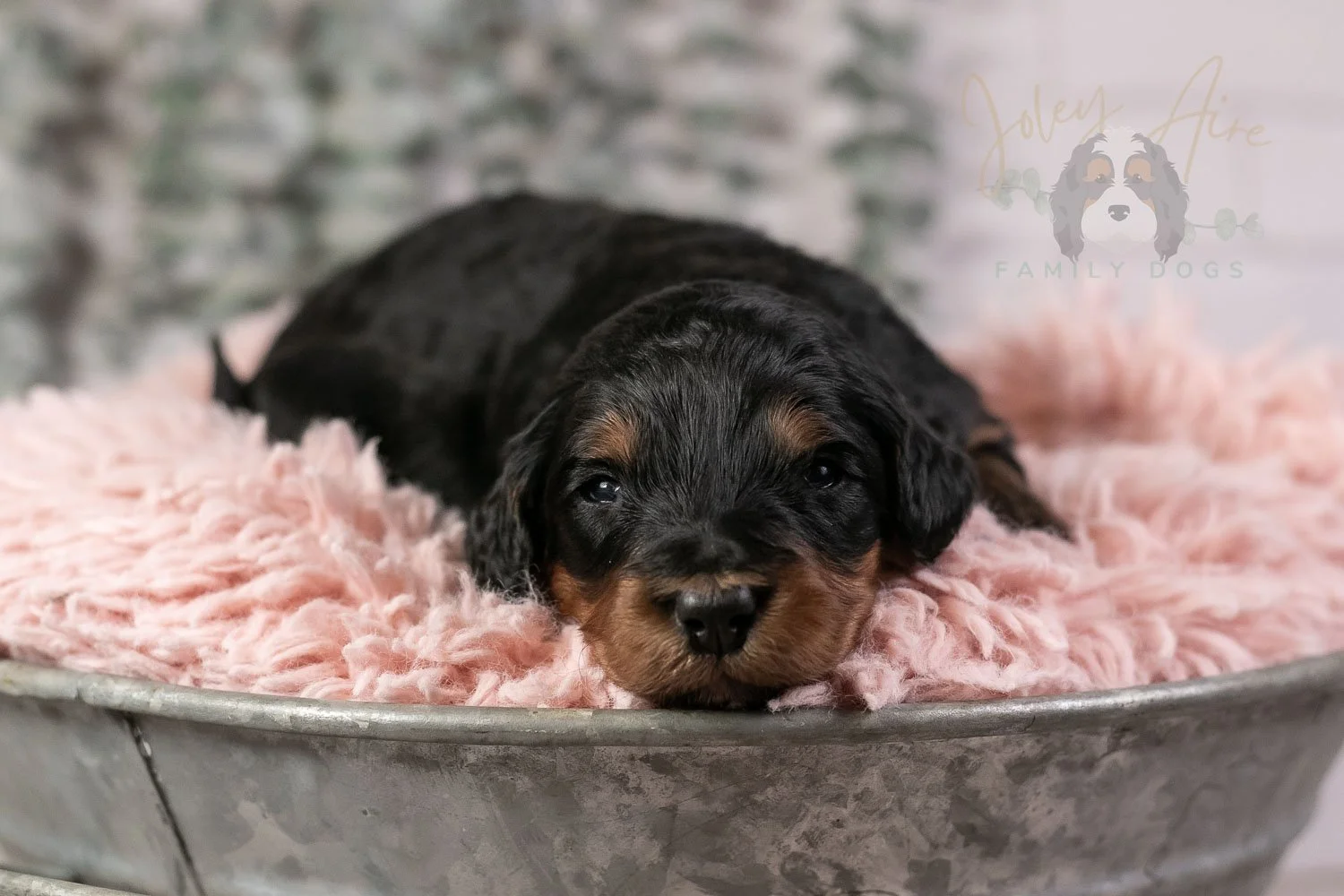Guitar Bernedoodle Puppy-20.jpg