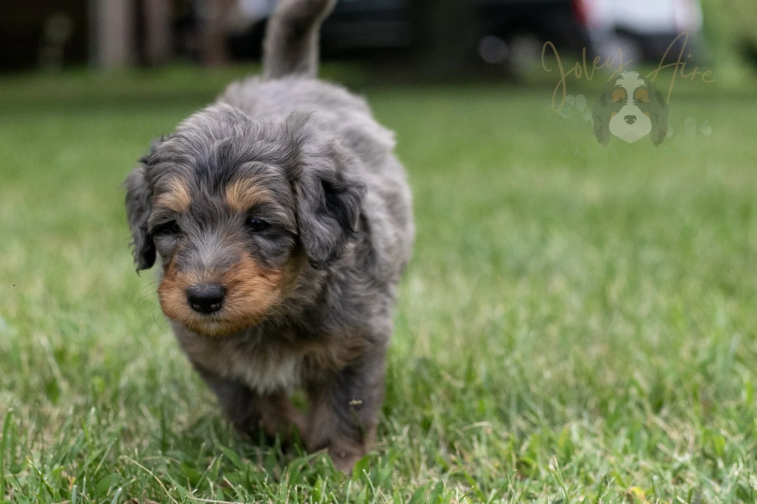 Josie Pye Bernedoodle Puppy-79.jpg