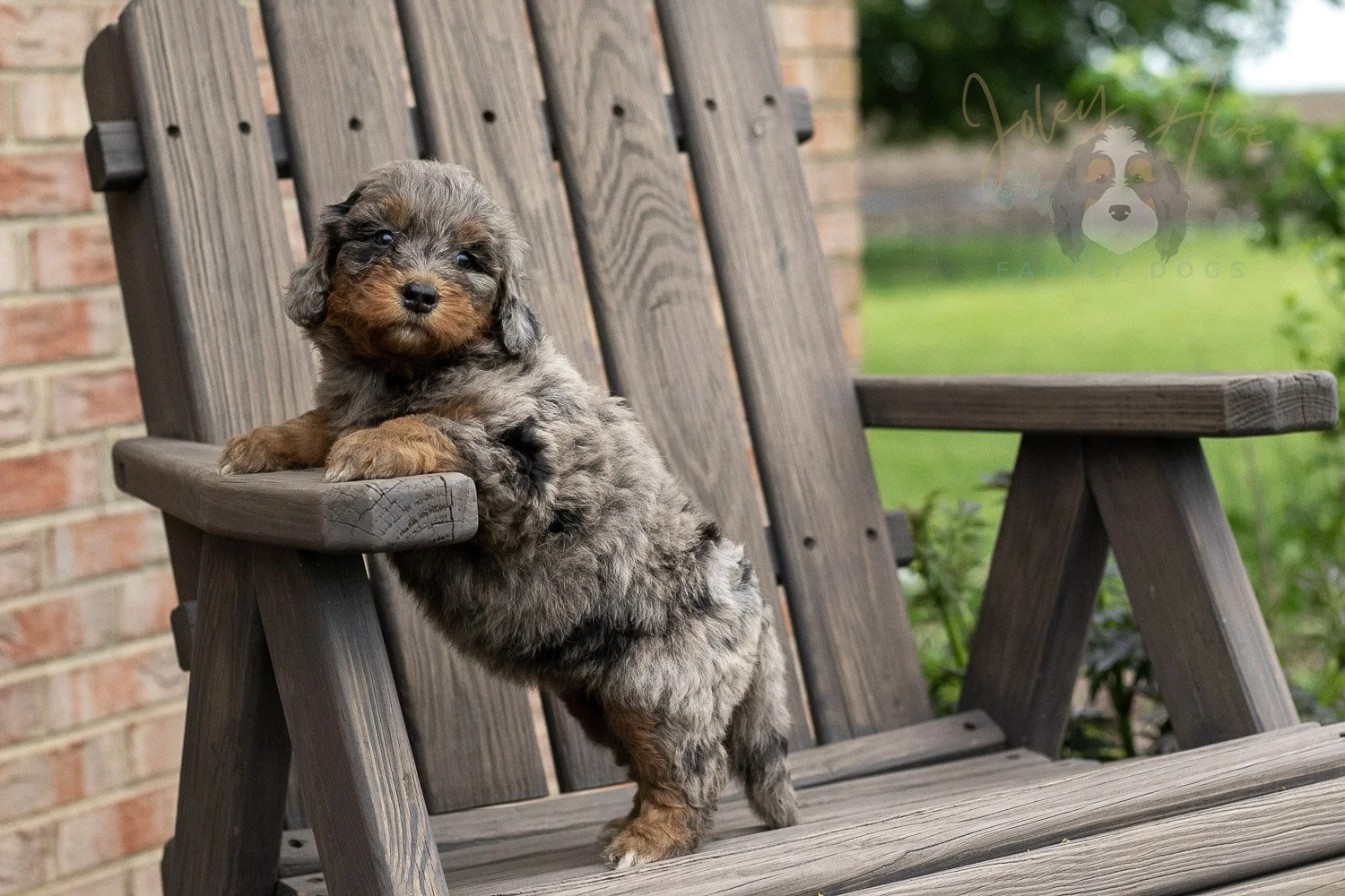 Flute Bernedoodle Puppy-22.jpg