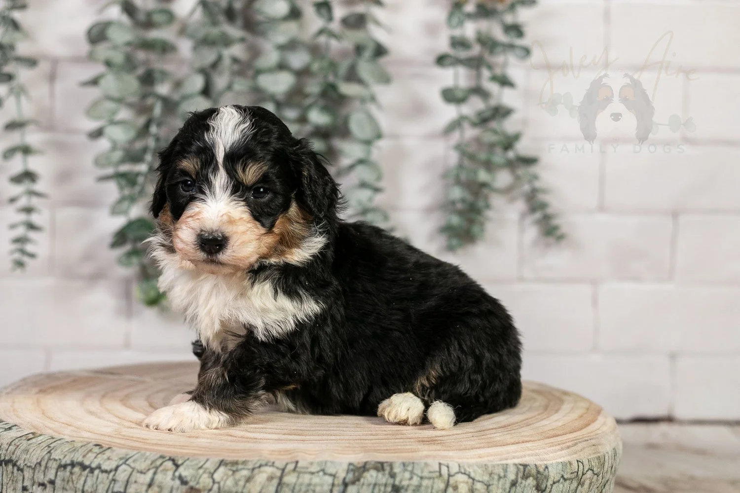 Halfpipe - Tri-color Male Bernedoodle Puppy