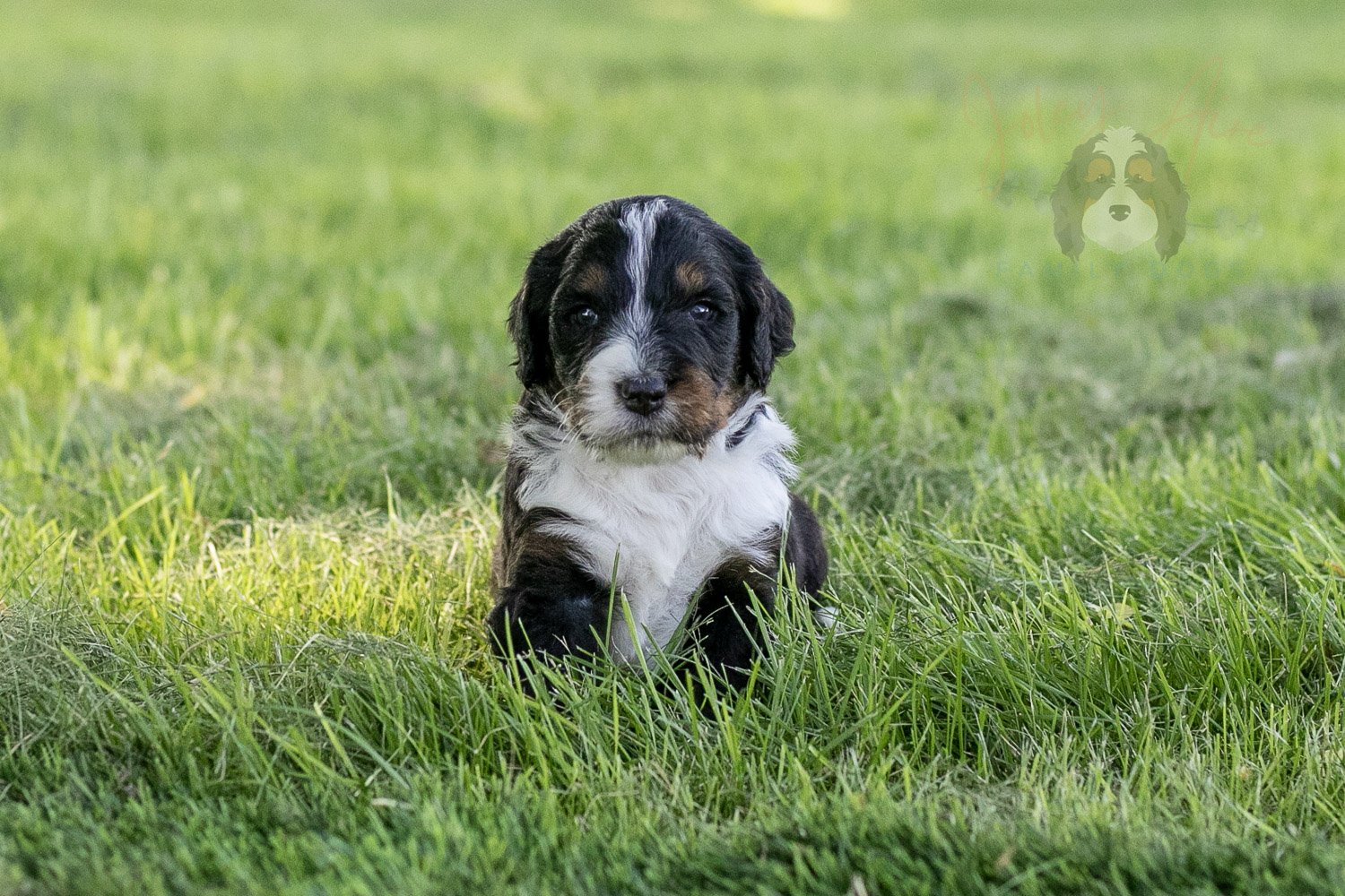 Yosemite Bernedoodle Puppy-376.jpg