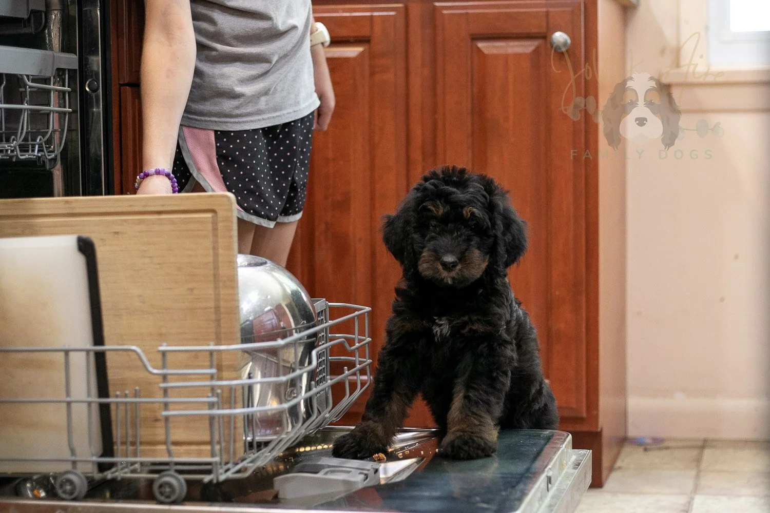 Olympic Bernedoodle Puppy-479.jpg