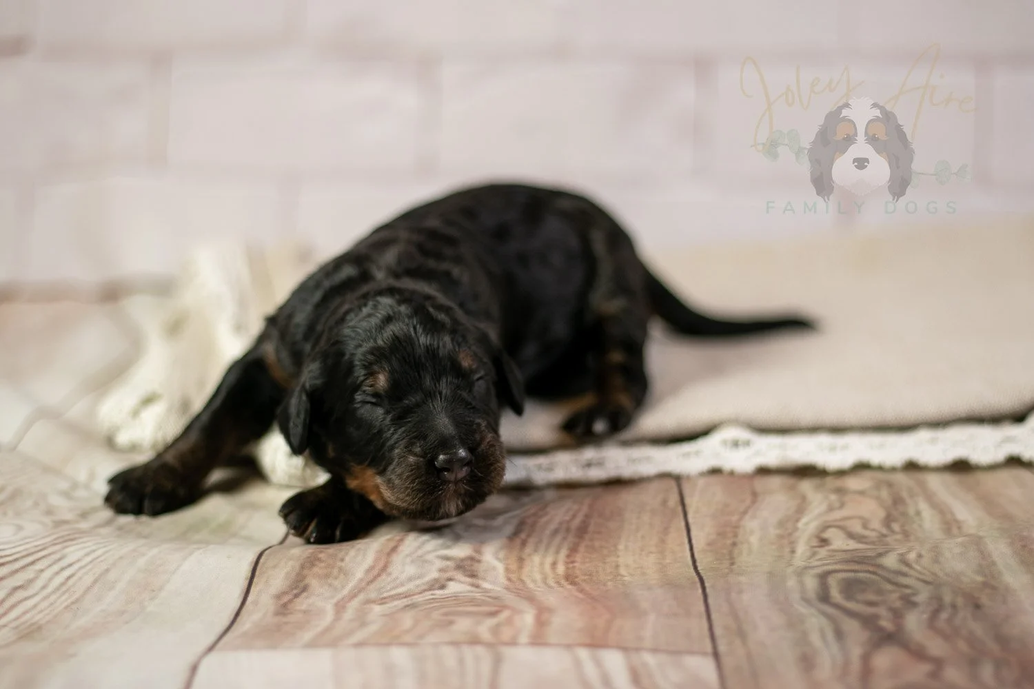 Acadia Bernedoodle Puppy-131.jpg