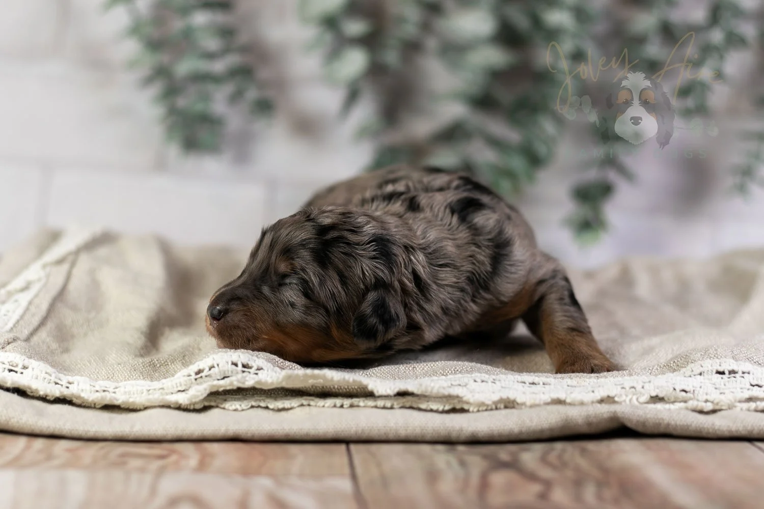 Ukelele Bernedoodle Puppy-2.jpg