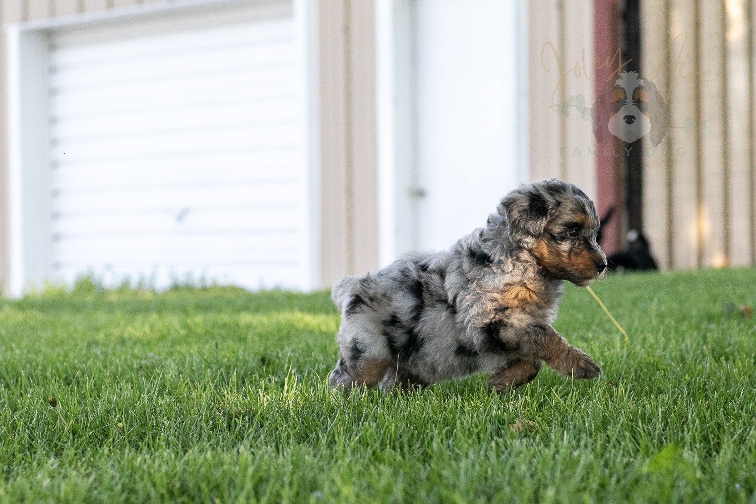 Ukulele Bernedoodle Puppy-30.jpg