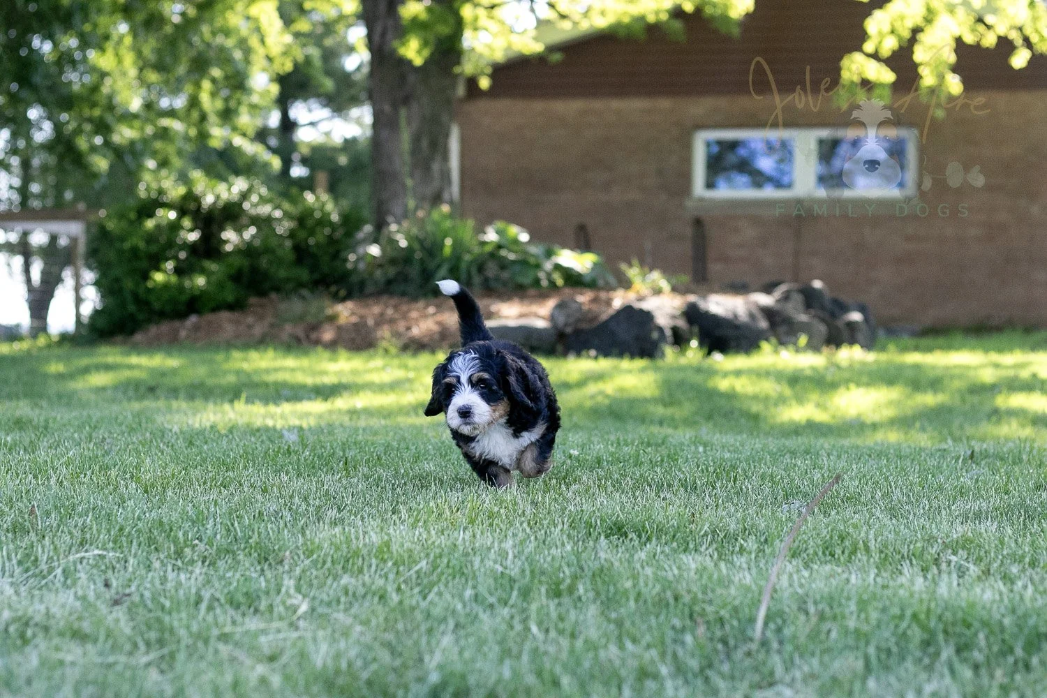 Trumpet Bernedoodle Puppy-8.jpg