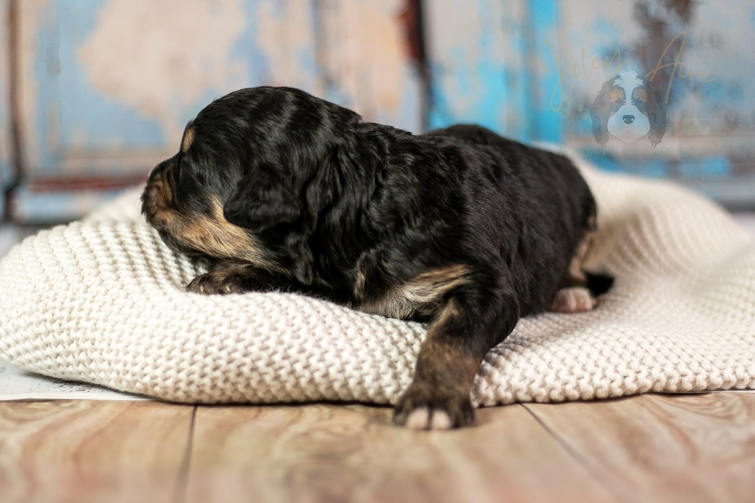 Da Vinci Bernedoodle Puppy-177.jpg