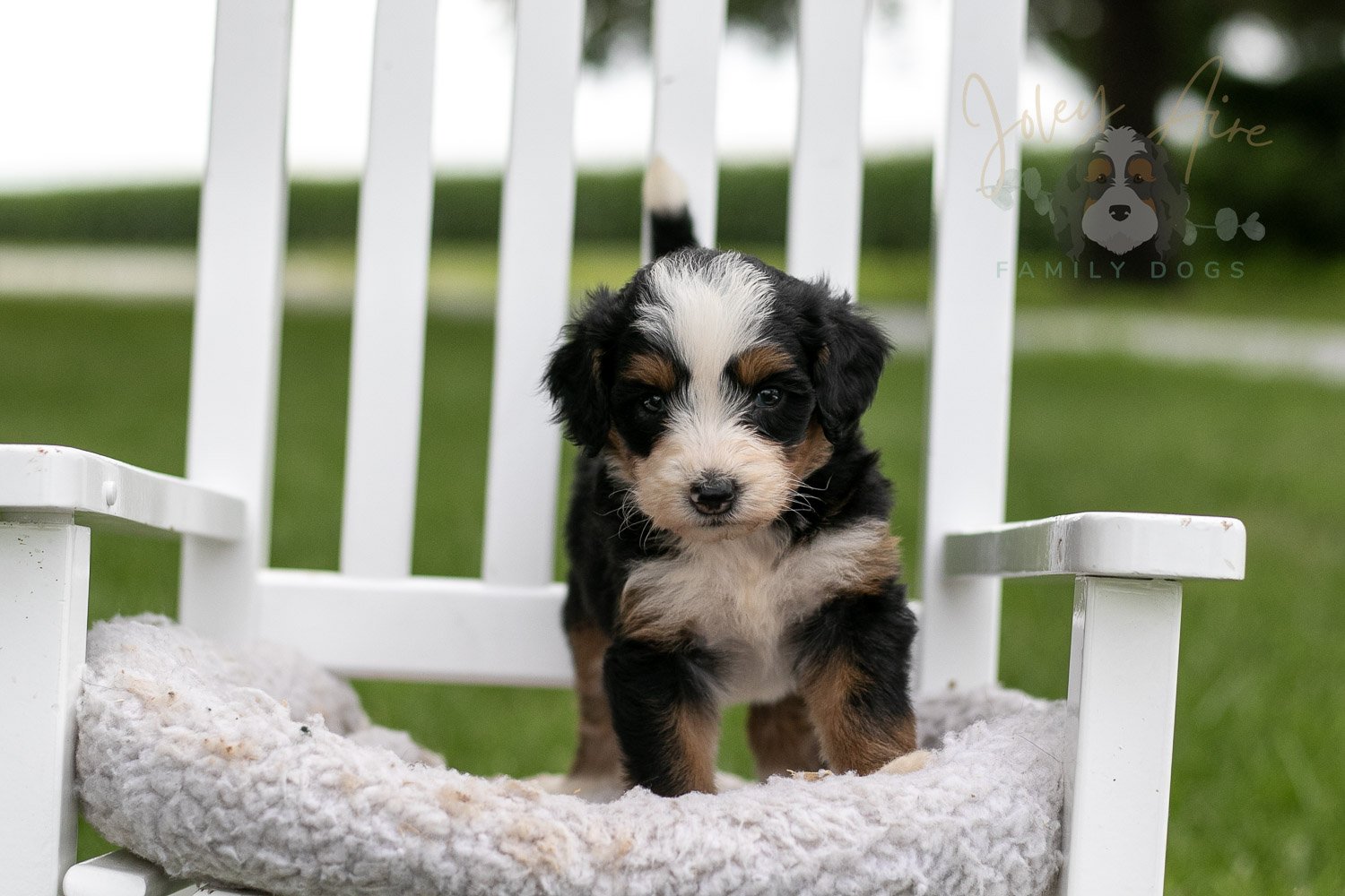 Anne Shirley Bernedoodle Puppy-985.jpg