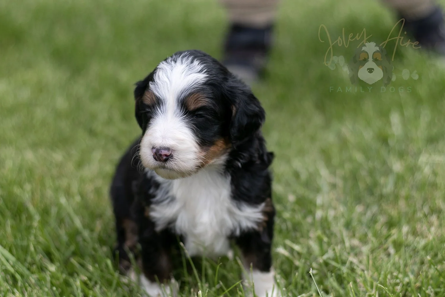 Harmonica Bernedoodle Puppy-21.jpg