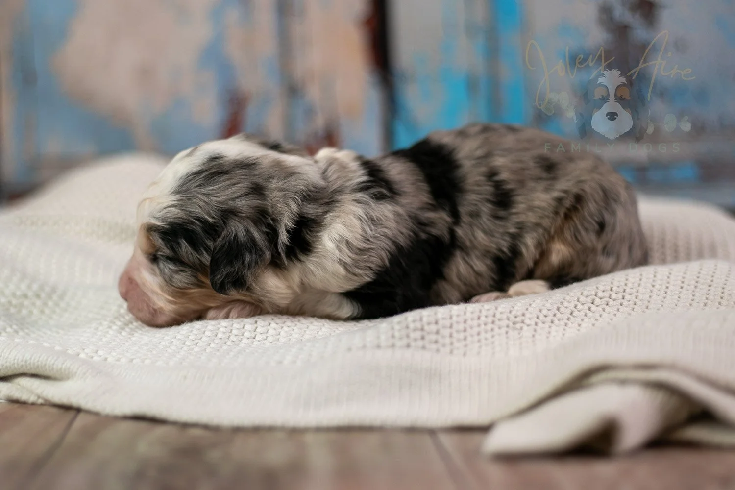 Pablo Picasso Bernedoodle Puppy-236.jpg