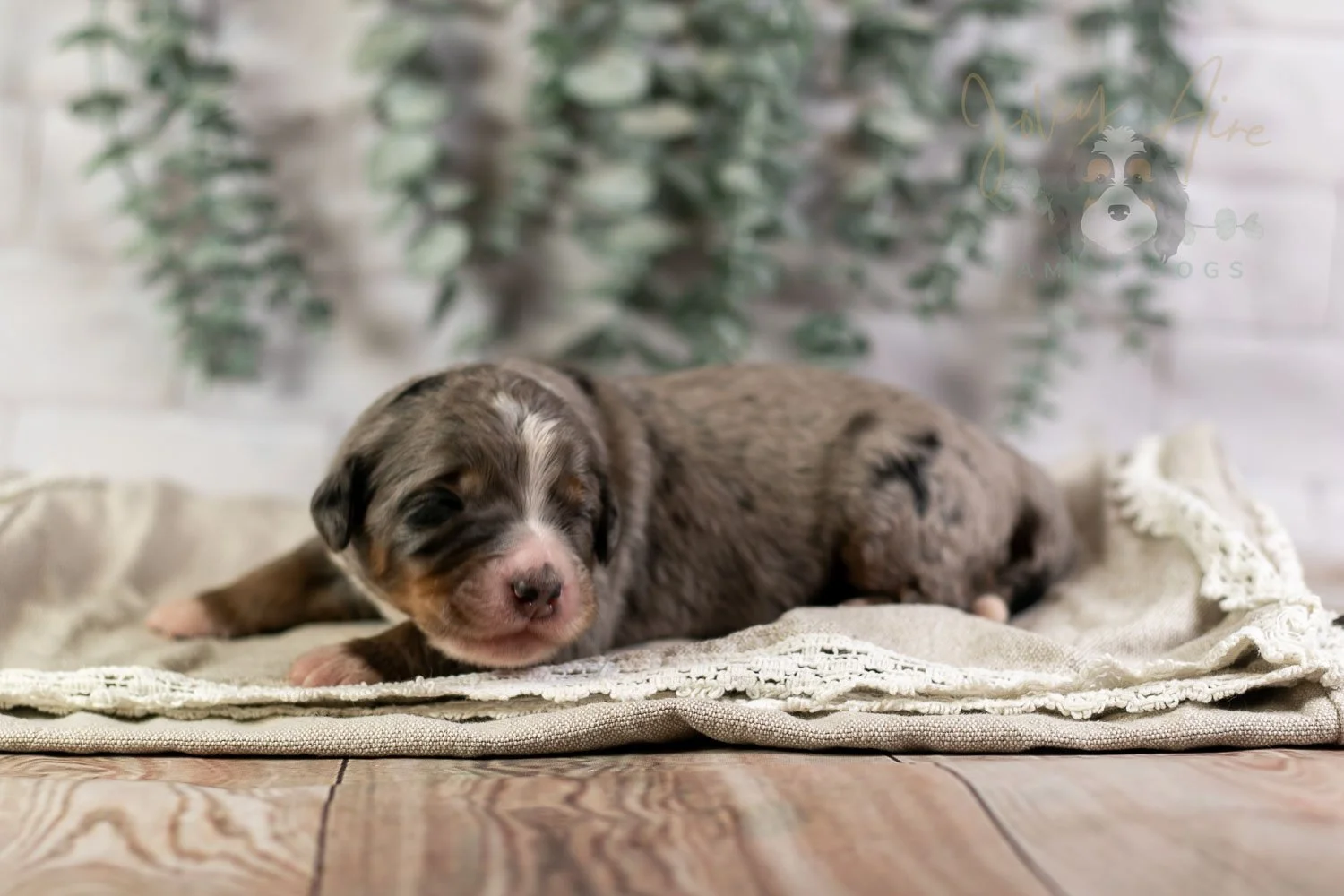 Drum Bernedoodle Puppy-3.jpg