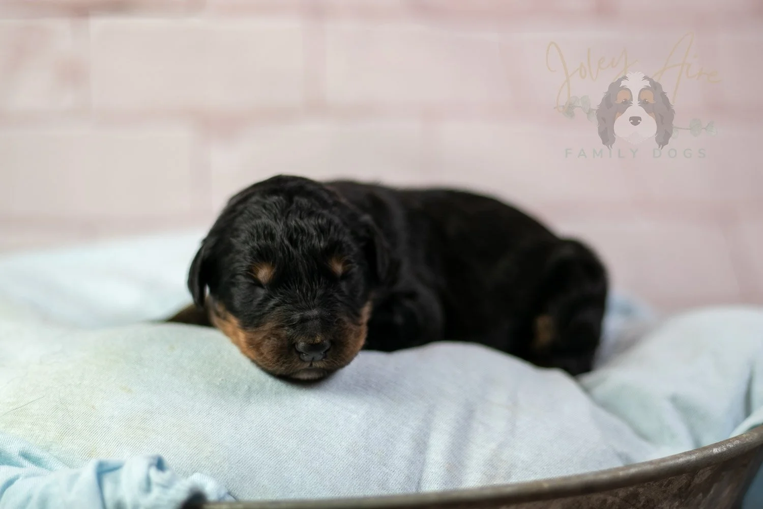 Gilbert Bernedoodle Puppy-101.jpg
