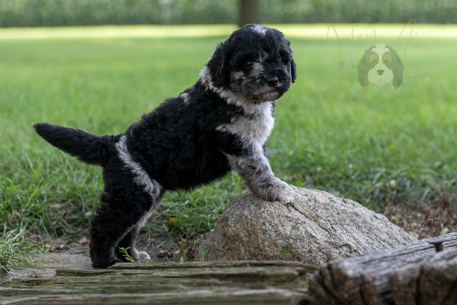 Bob Ross Bernedoodle Puppy-151.jpg