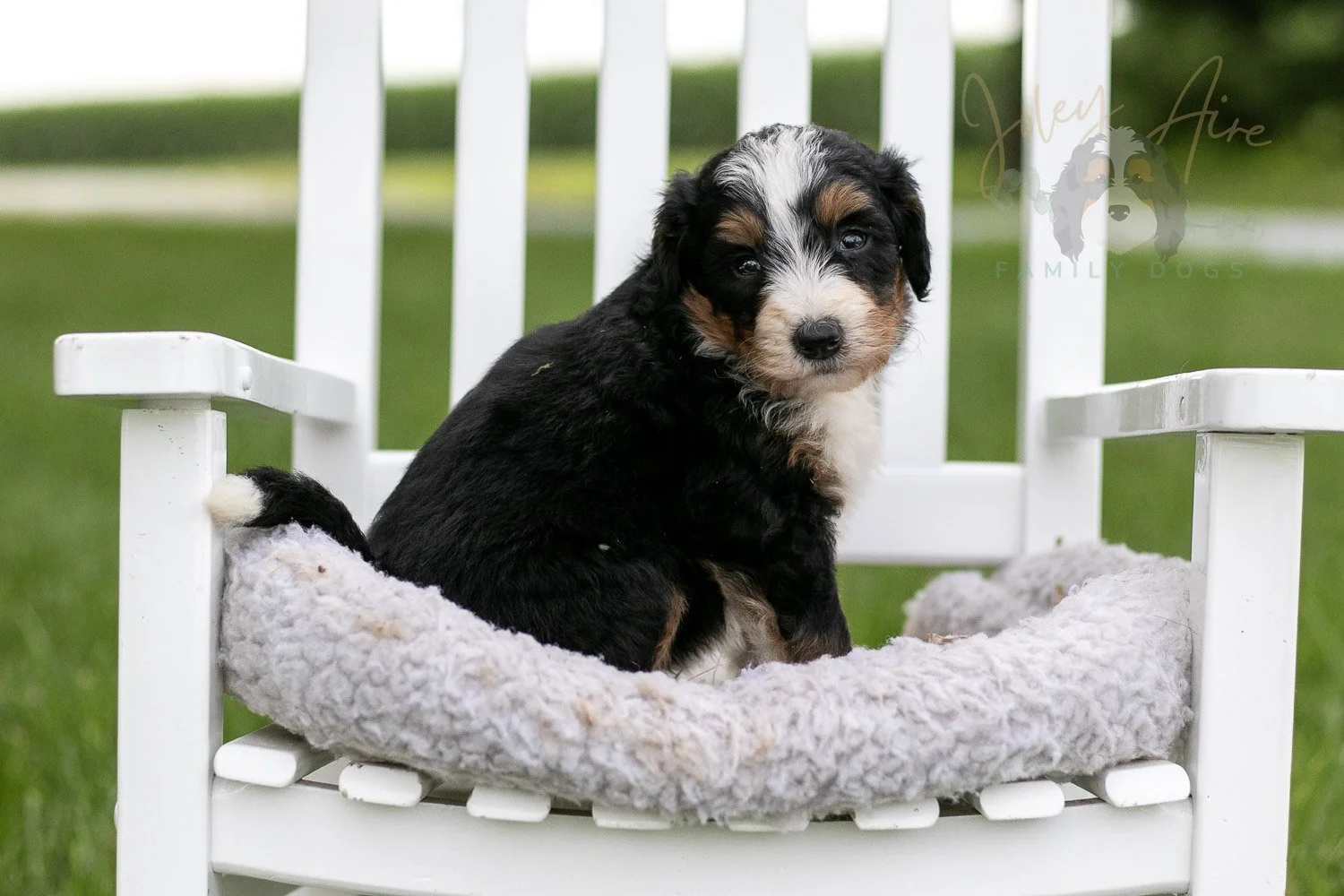 Diana Barry Bernedoodle Puppy-935.jpg