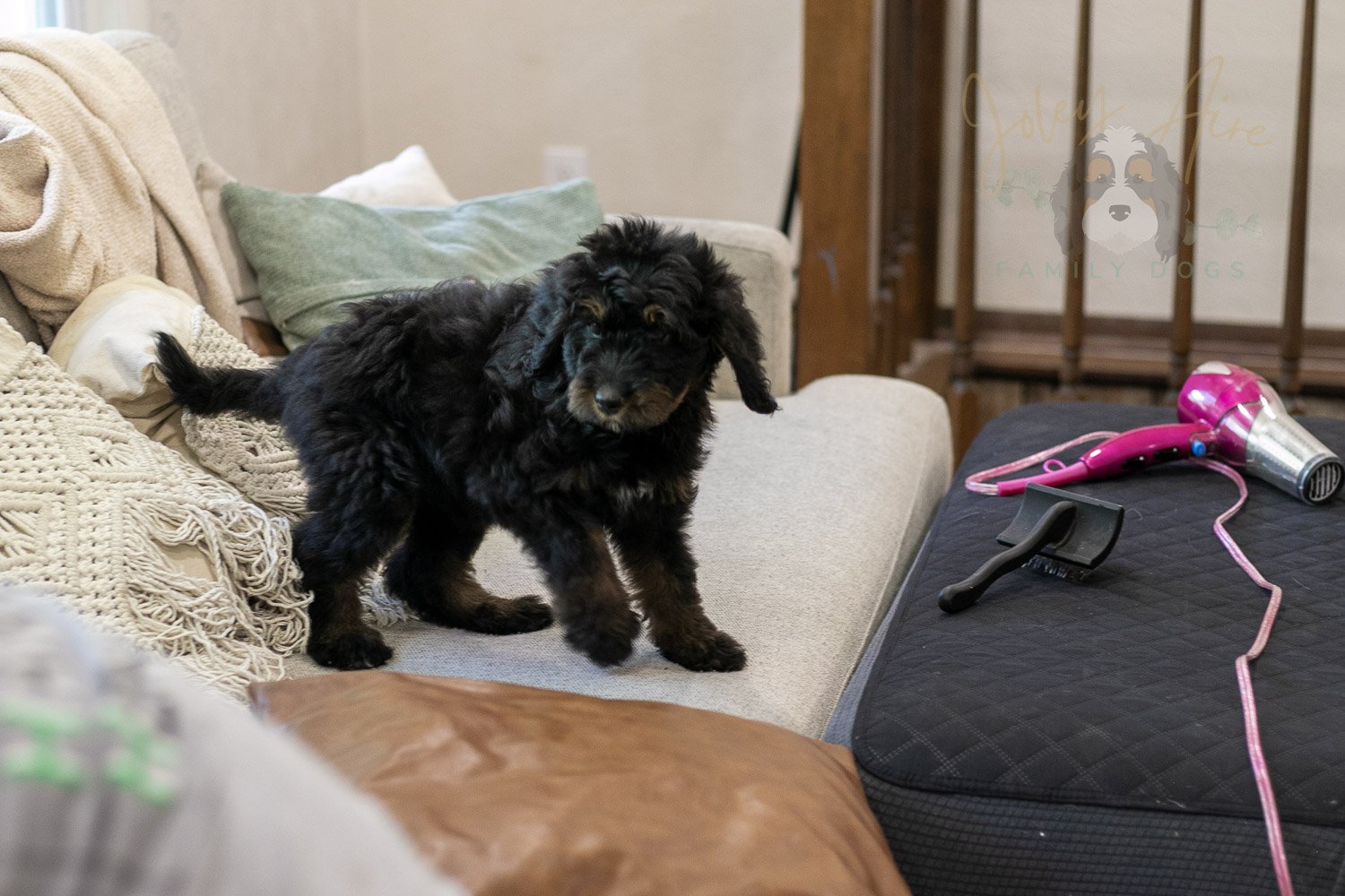 Olympic Bernedoodle Puppy-447.jpg