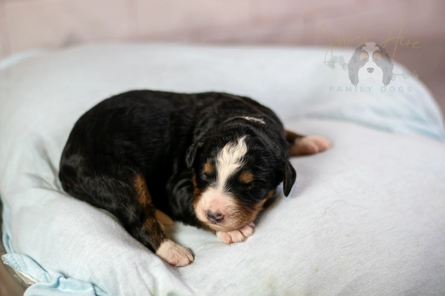 Diana Bernedoodle Puppy-42.jpg
