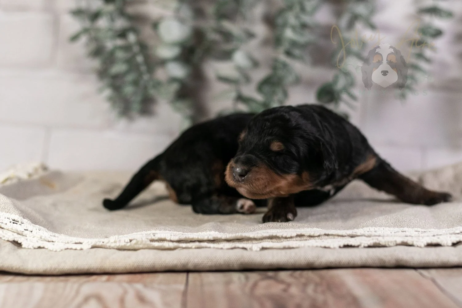 Guitar Bernedoodle Puppy-8.jpg