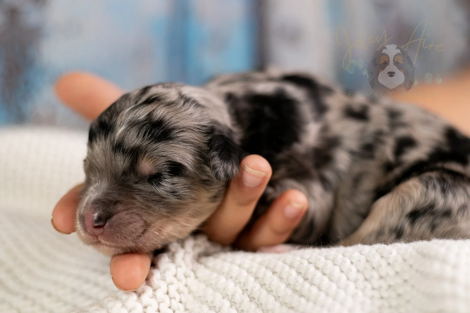 Mary Cassatt Bernedoodle Puppy-096.jpg