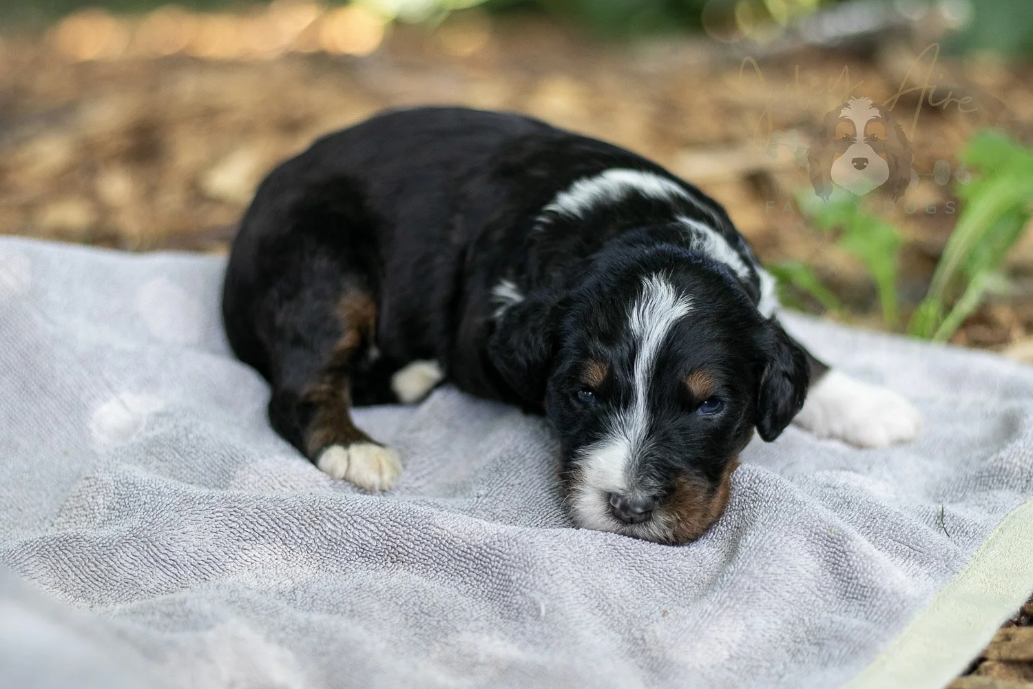 Yosemite Bernedoodle Puppy-133.jpg