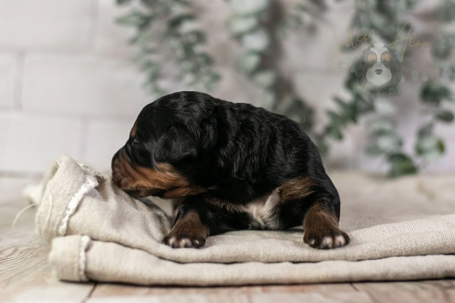 Banjo Bernedoodle Puppy-6.jpg
