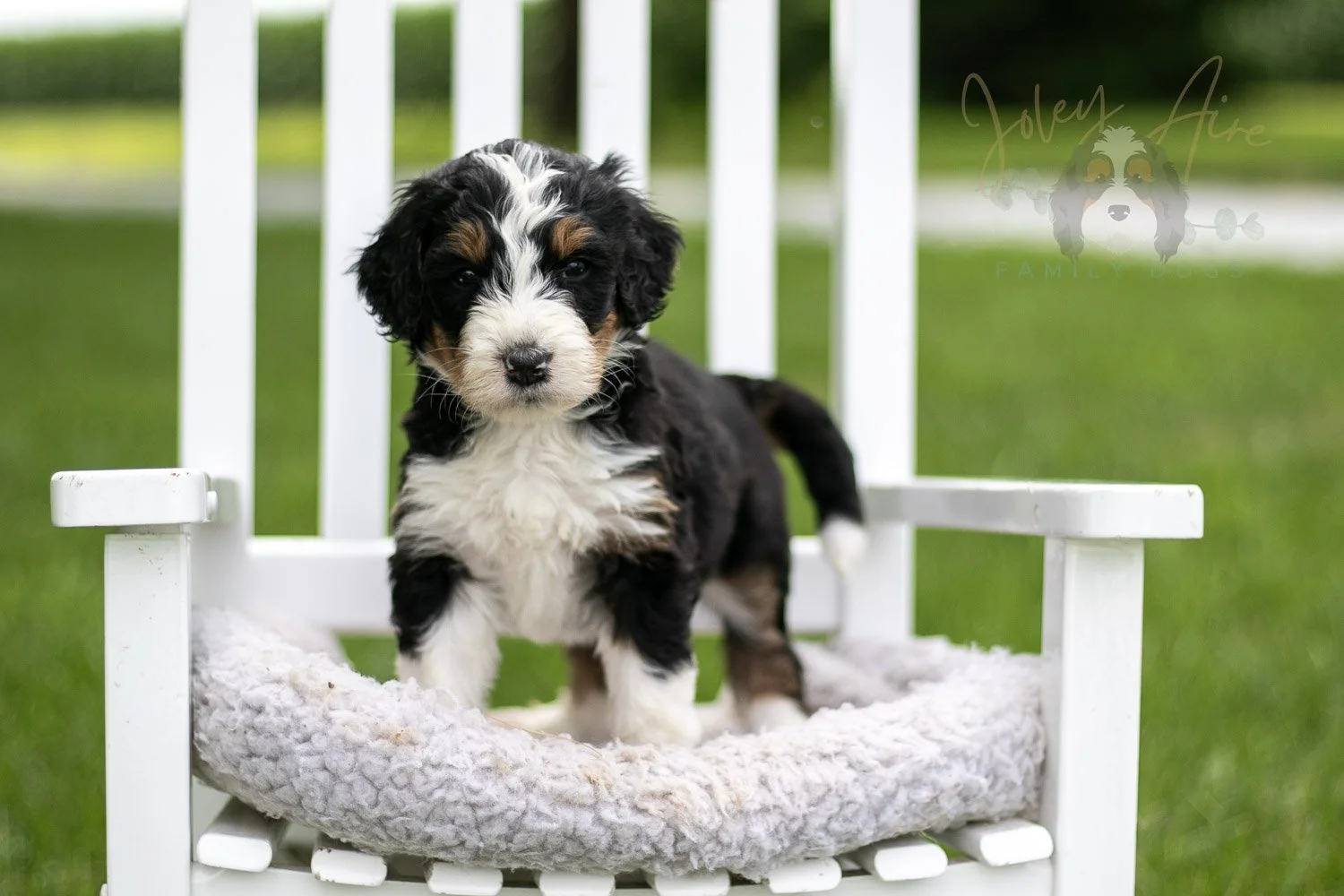 Zion Bernedoodle Puppy-825.jpg