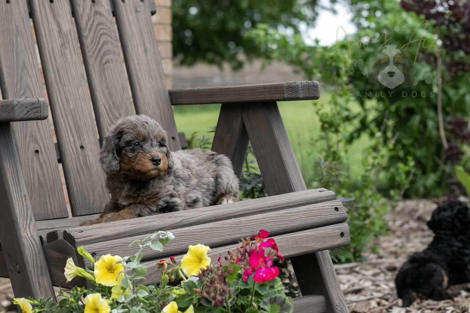 Flute Bernedoodle Puppy-8.jpg