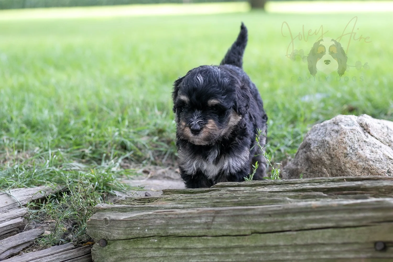 Georgia Bernedoodle Puppy-218.jpg