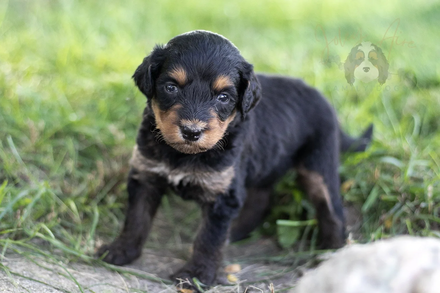 Mini Mae Bernedoodle Puppy-507.jpg