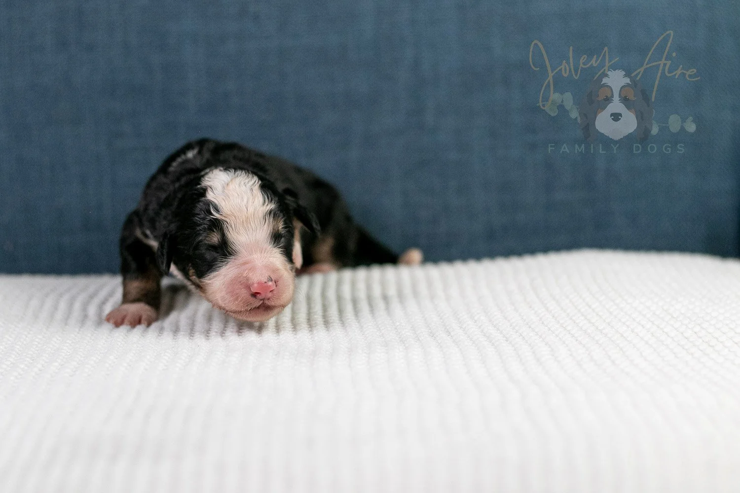 Archer Bernedoodle Puppy-67.jpg