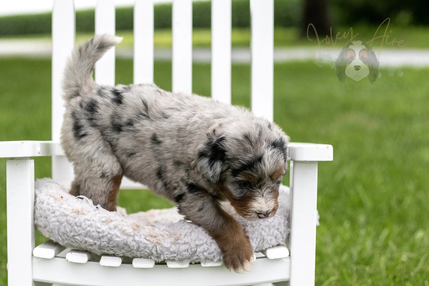 Rachel Lynde Bernedoodle Puppy-1008.jpg