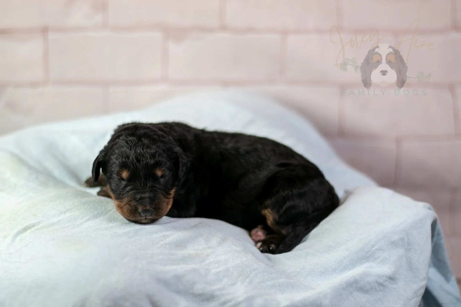 Gilbert Bernedoodle Puppy-095.jpg