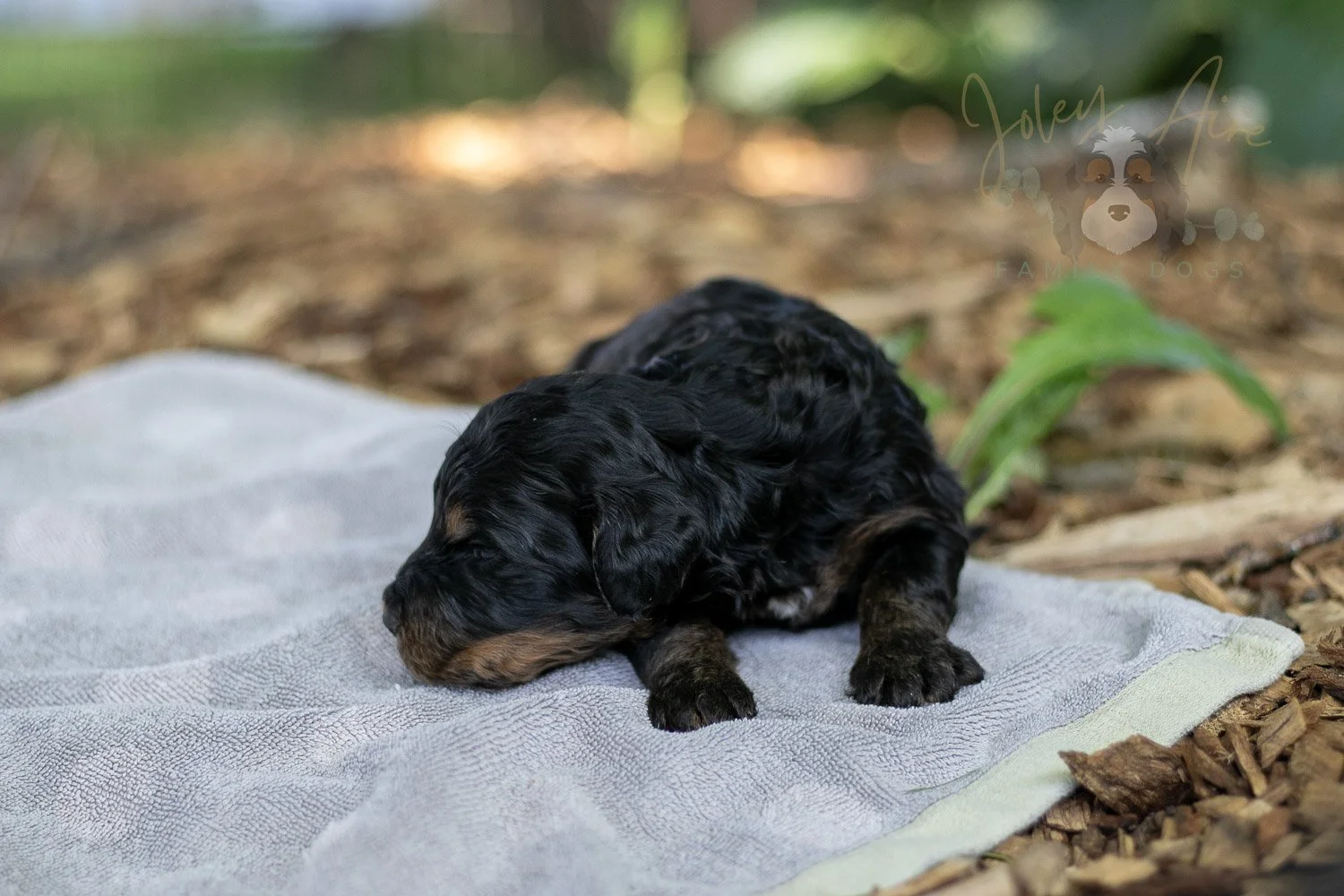 Bryce Bernedoodle Puppy-148.jpg