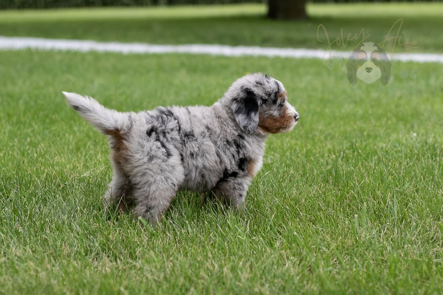 Rachel Bernedoodle Puppy-1.jpg