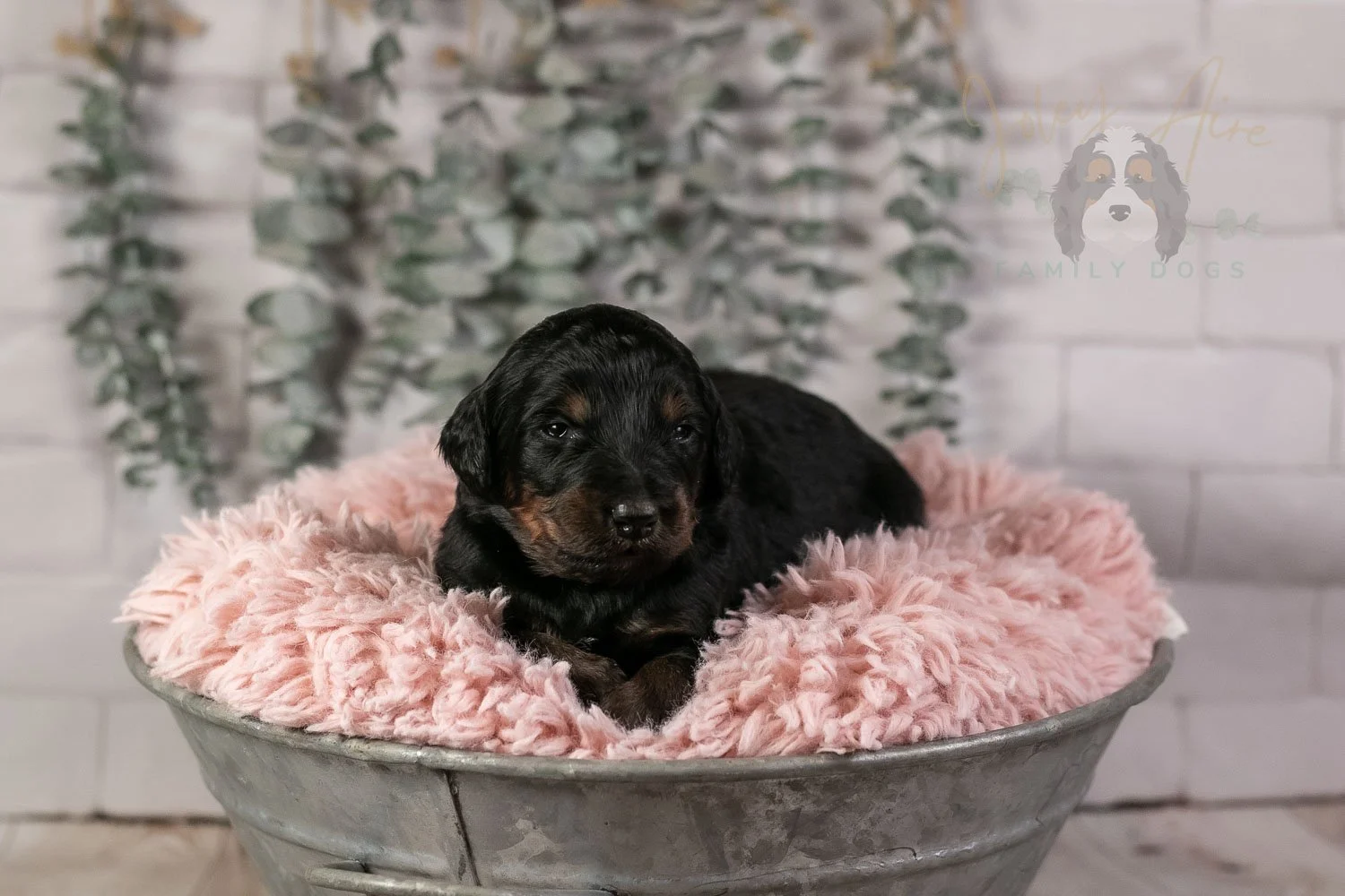Piano Bernedoodle Puppy-11.jpg