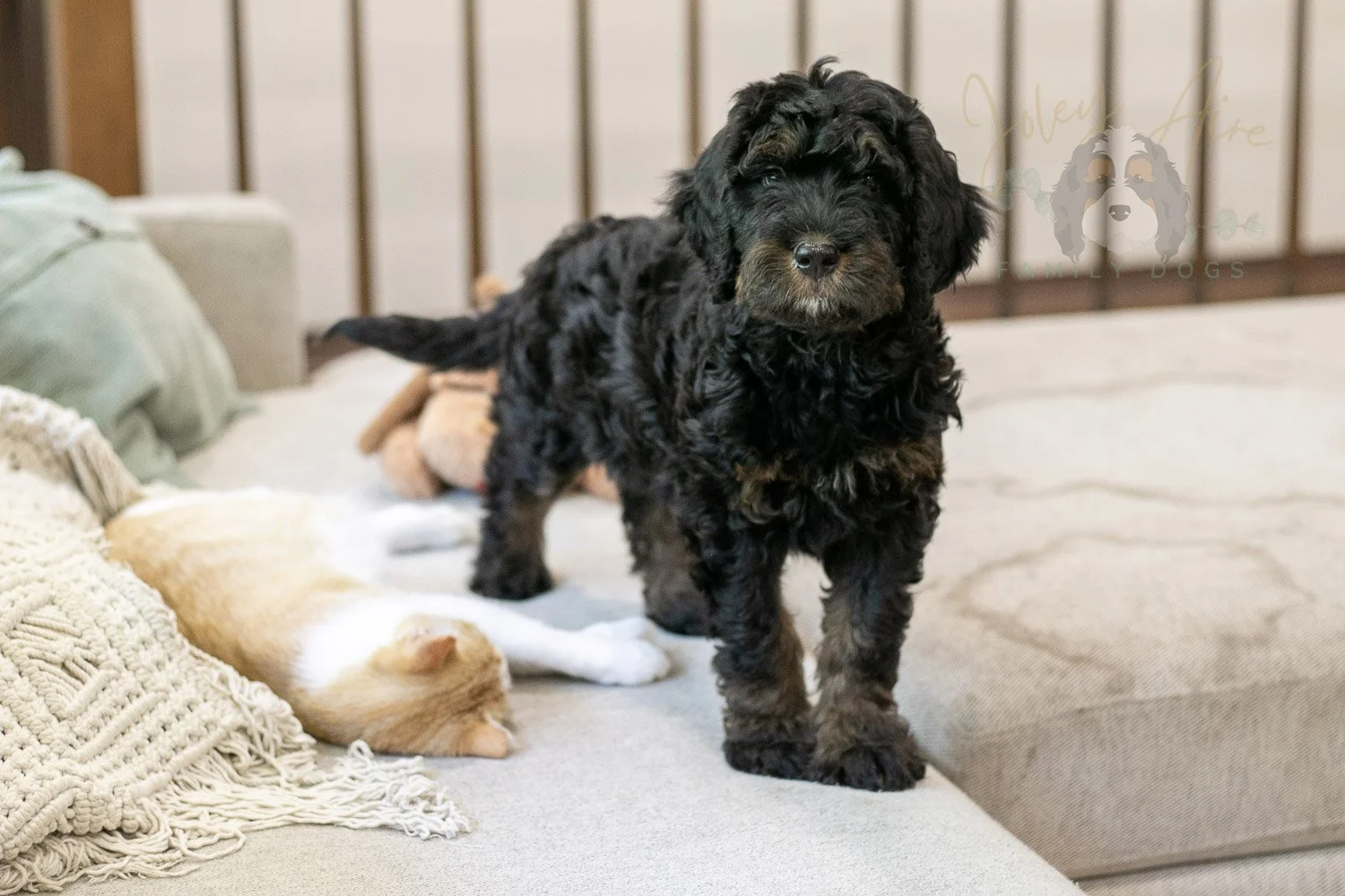 Acadia Bernedoodle Puppy-510.jpg
