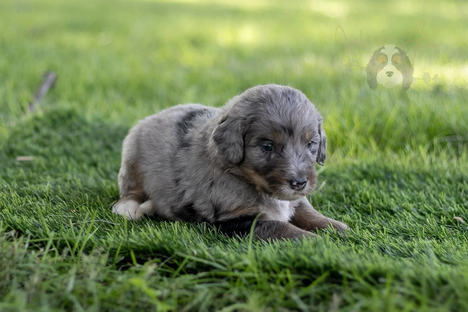 Matthew Cuthbert Bernedoodle Puppy-596.jpg