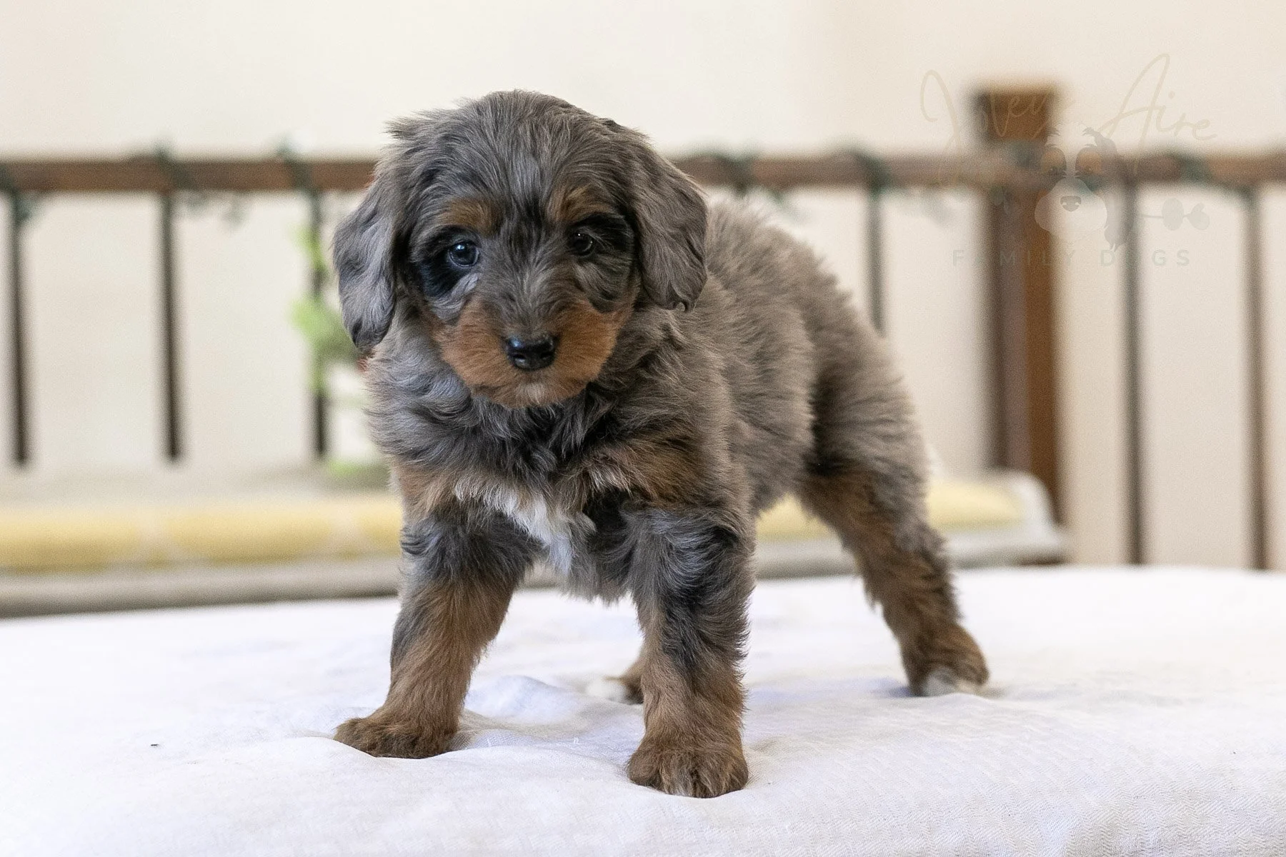 Eiger Bernedoodle Puppy-11.jpg