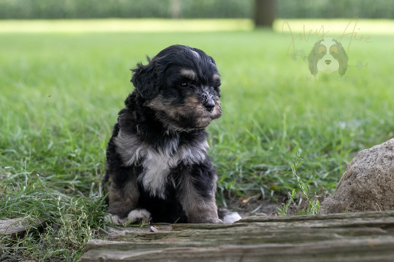 Georgia Bernedoodle Puppy-212.jpg