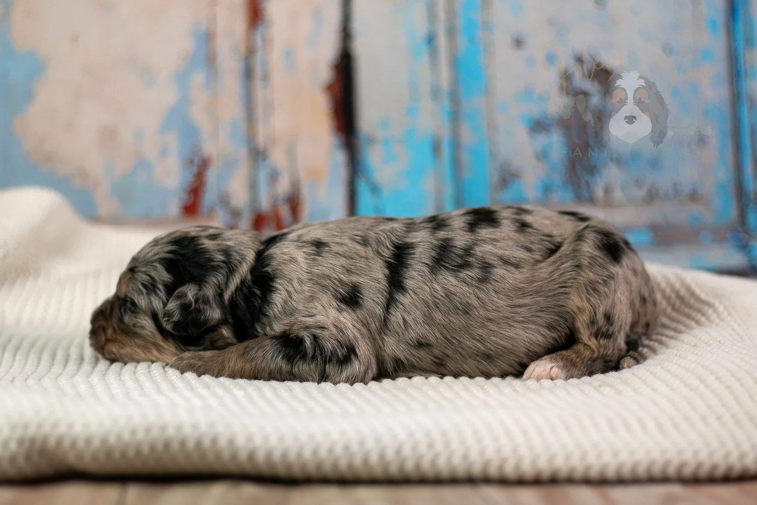 Frida Bernedoodle Puppy-186.jpg