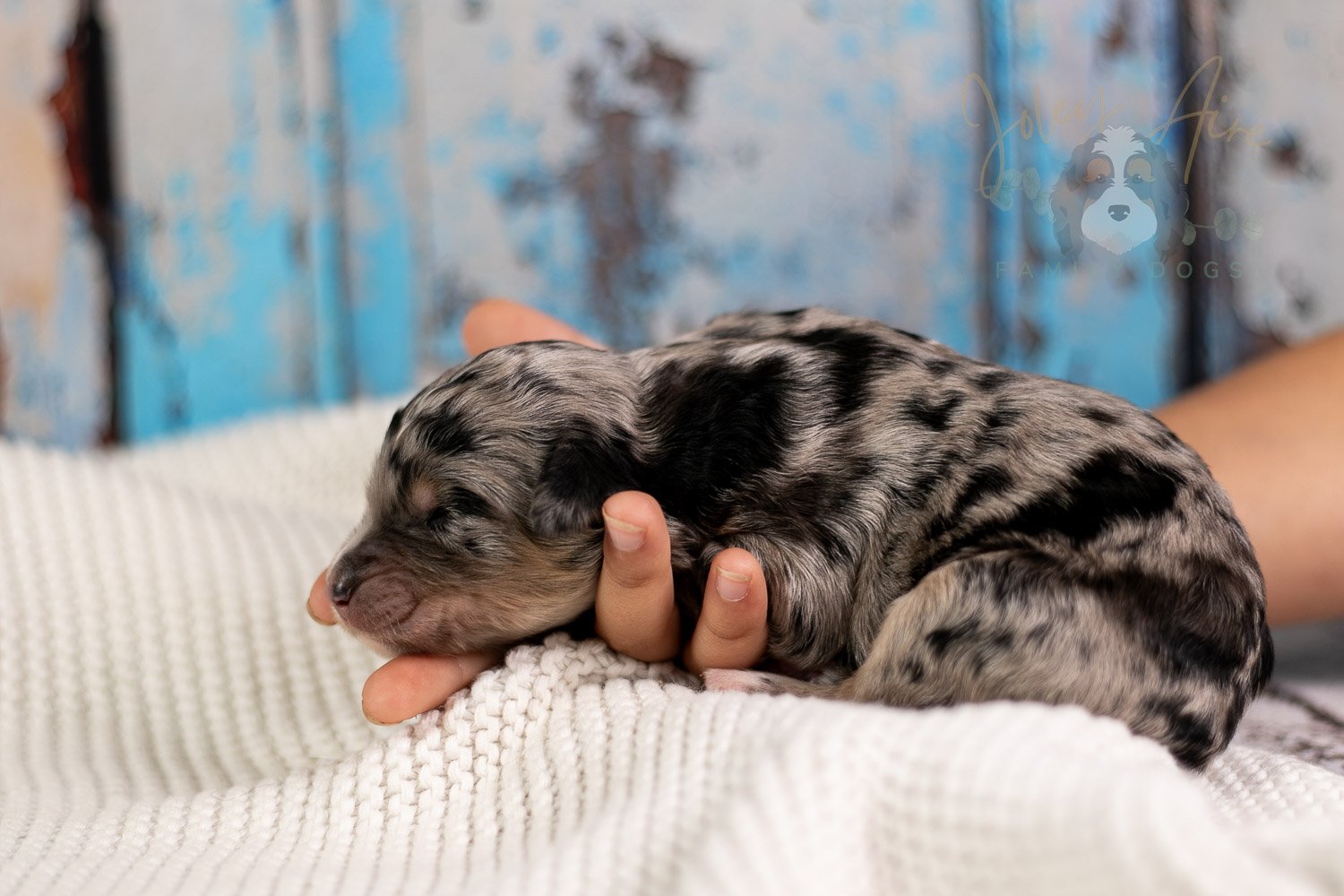Mary Cassatt Bernedoodle Puppy-094.jpg