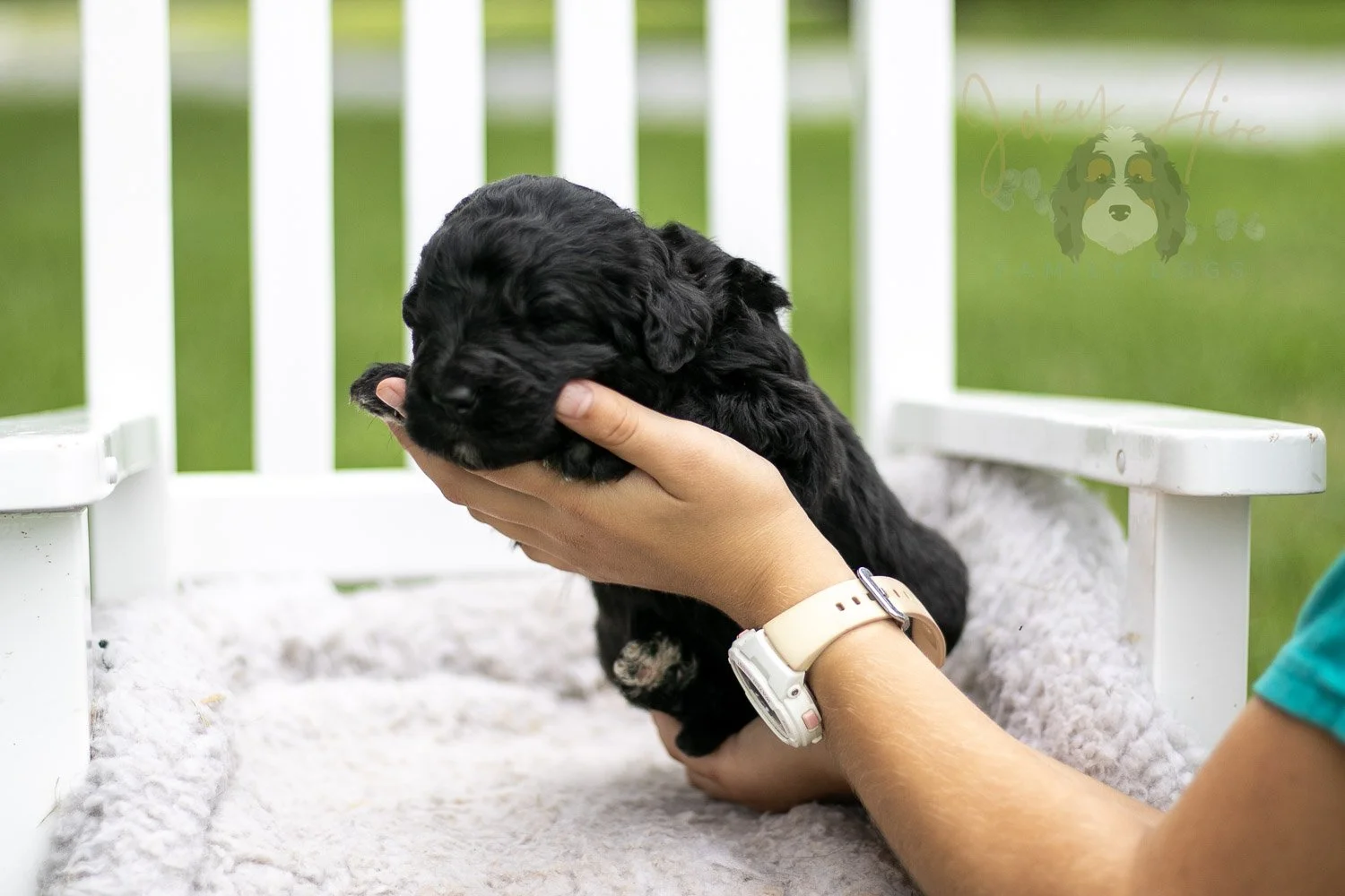 Claude Monet Bernedoodle Puppy-761.jpg