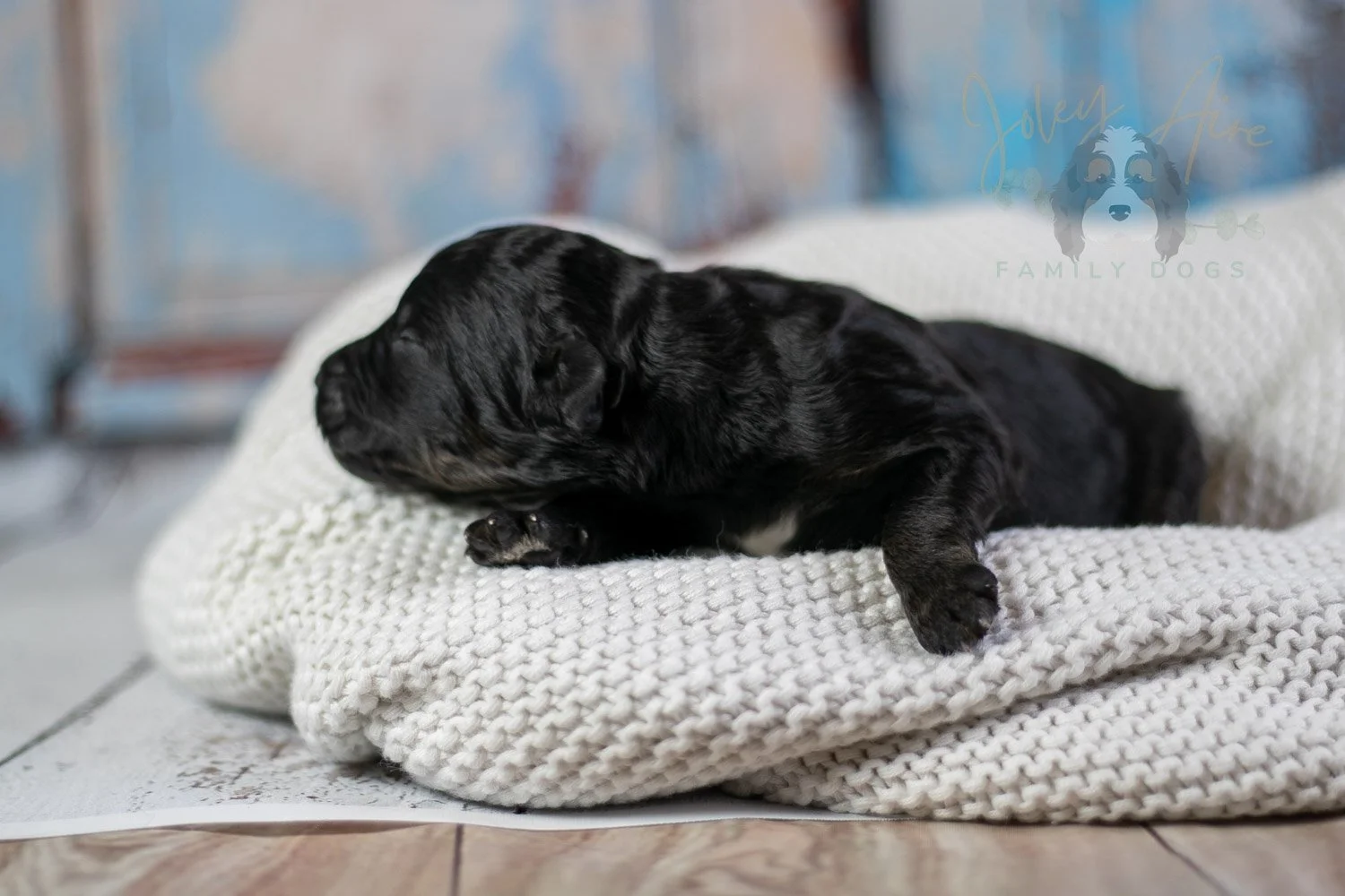 Andy Warhol Bernedoodle Puppy-43.jpg