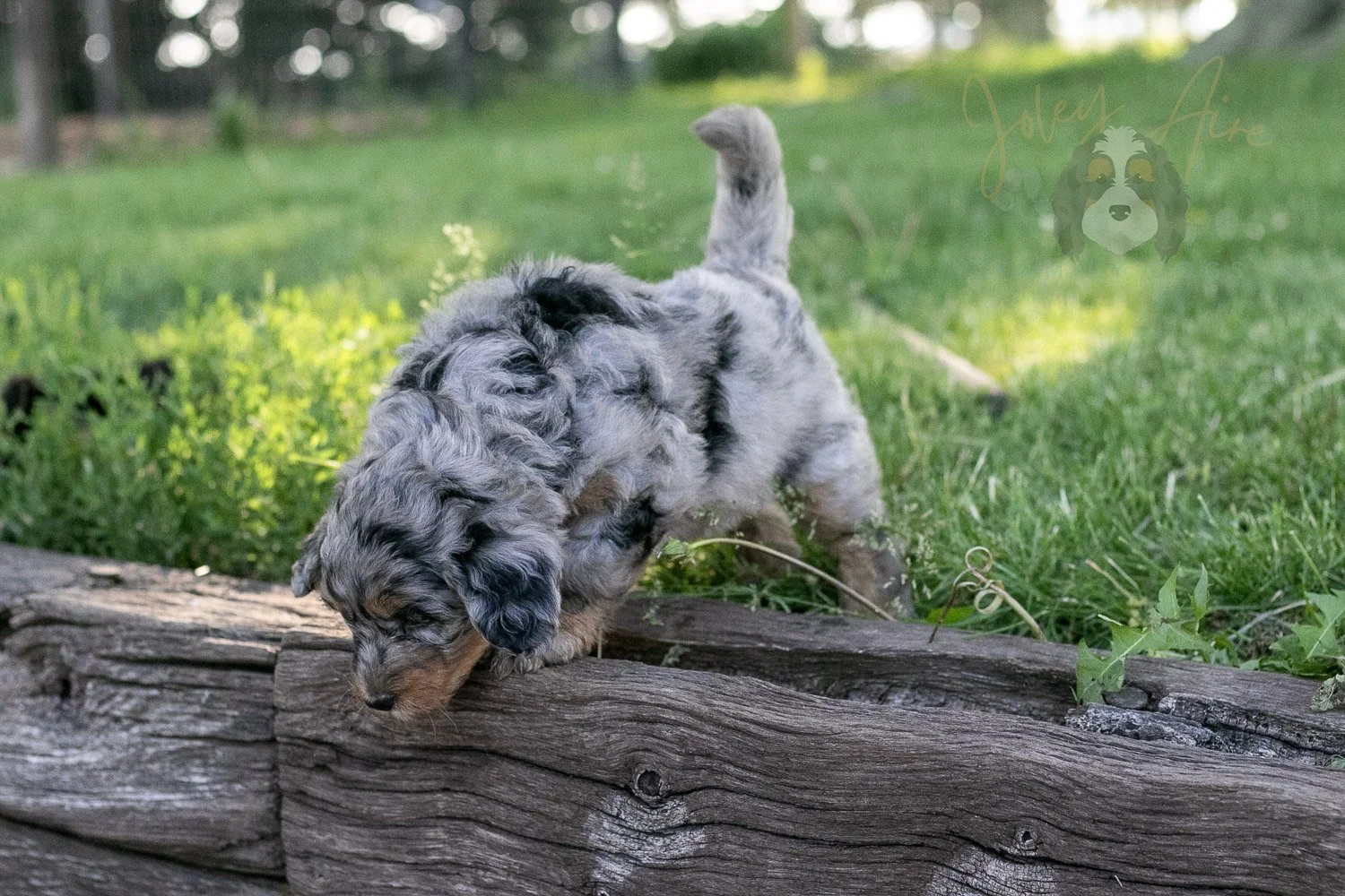 Ukulele Bernedoodle Puppy-24.jpg