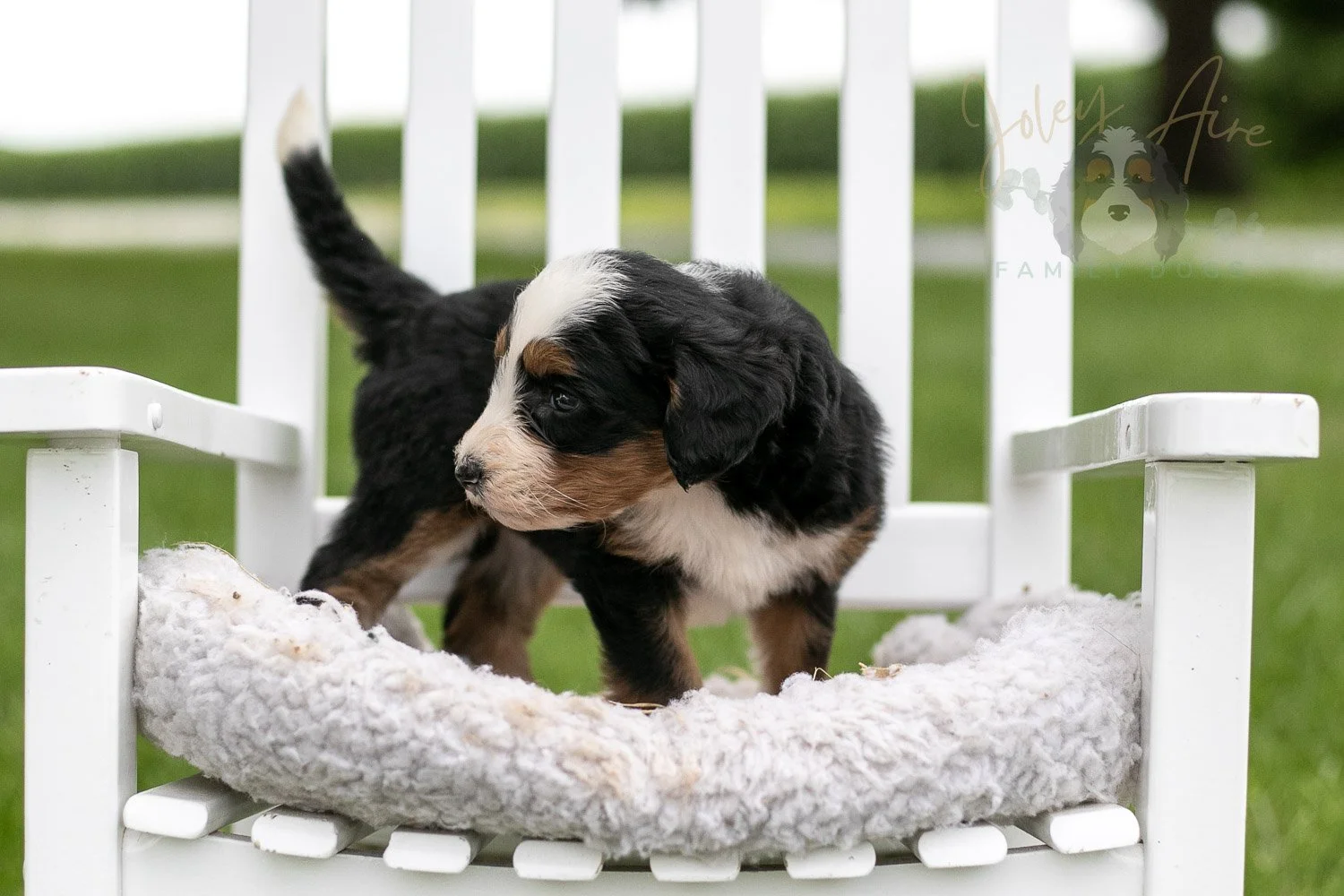 Anne Shirley Bernedoodle Puppy-979.jpg