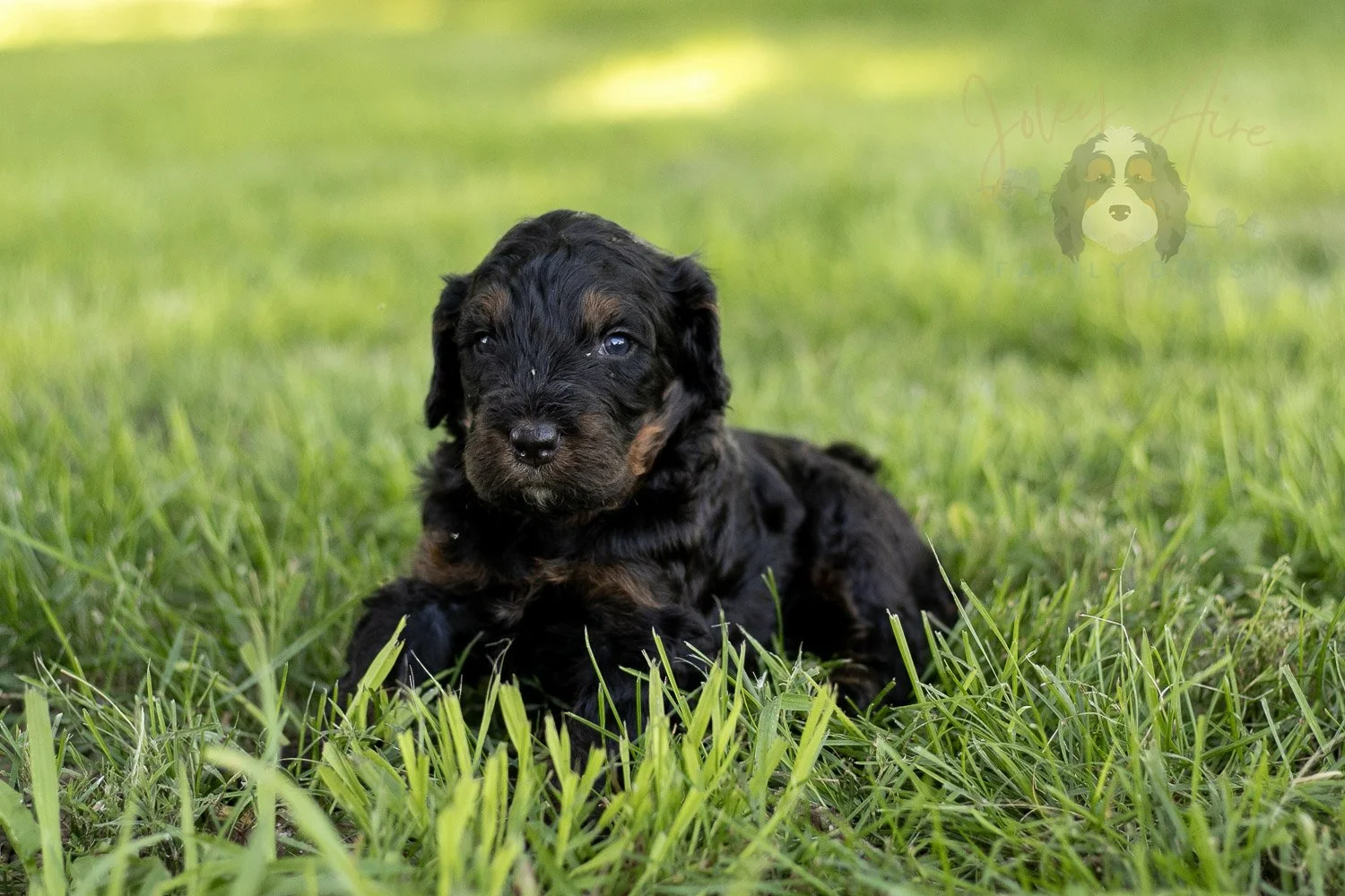 Acadia Bernedoodle Puppy-429.jpg