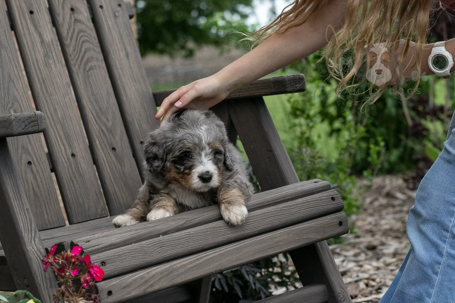 Drum Bernedoodle Puppy-2.jpg
